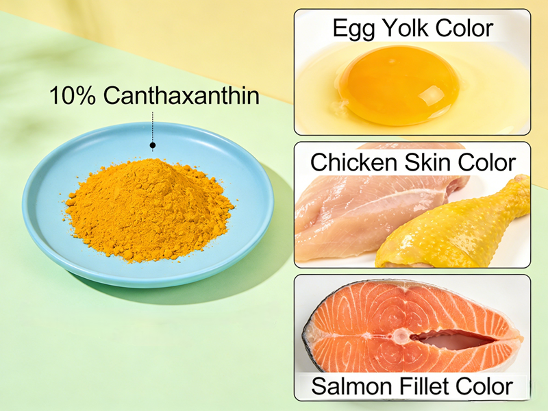 The role of canthaxanthin in feed The role of canthaxanthin in feed