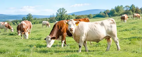 L-Threonine for Ruminants L-Threonine for Ruminants