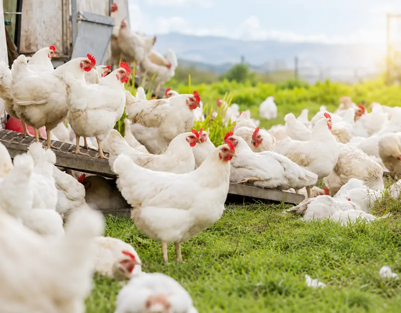 Manganese Sulphate Monohydrate for Poultry Manganese Sulphate Monohydrate for Poultry