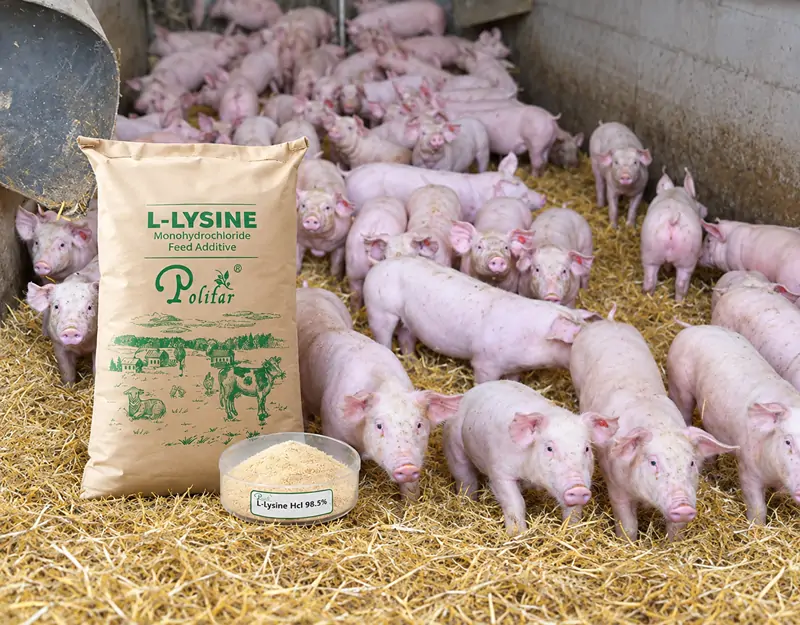 Amino acid balance in pigs