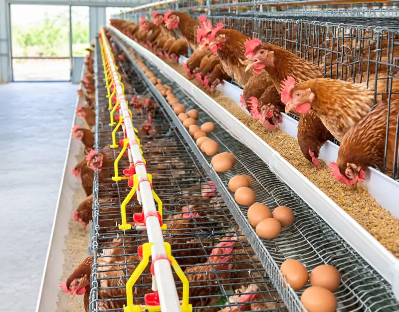 Laying Hens Laying Hens