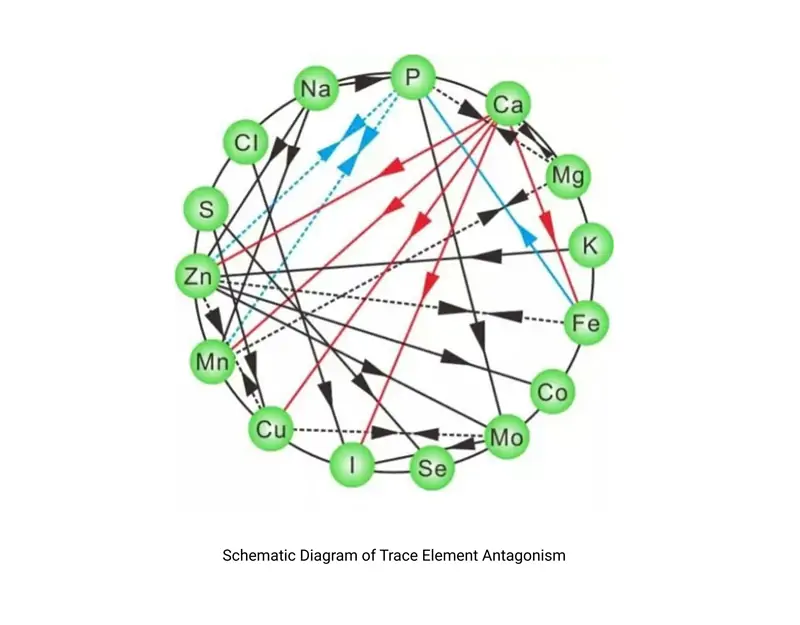 Schematic Diagram of Trace Element Antagonism Schematic Diagram of Trace Element Antagonism