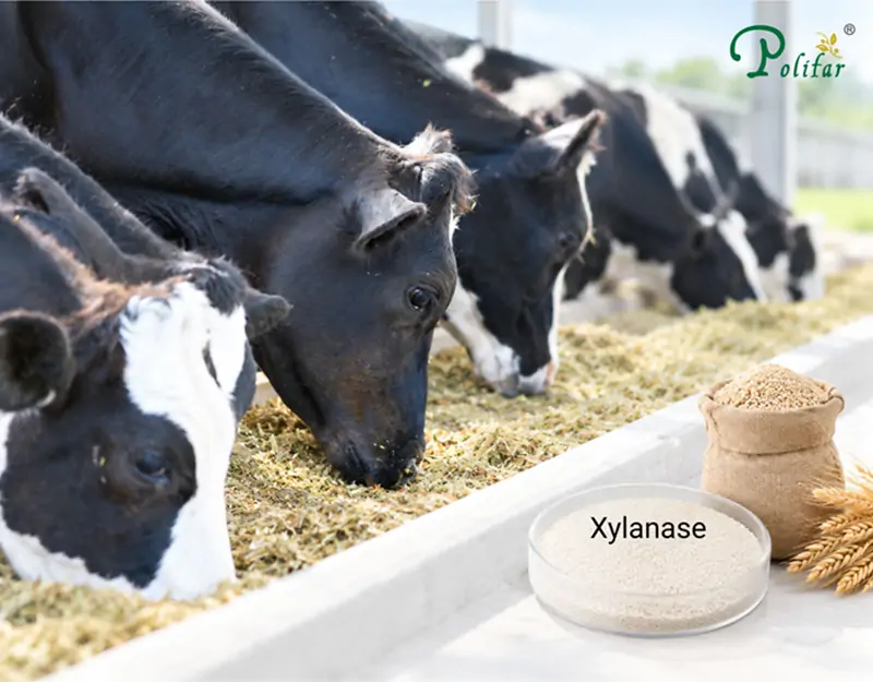 Application of Xylanase in Ruminant Feed Application of Xylanase in Ruminant Feed