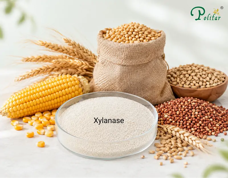 Applications of Xylanase Applications of Xylanase