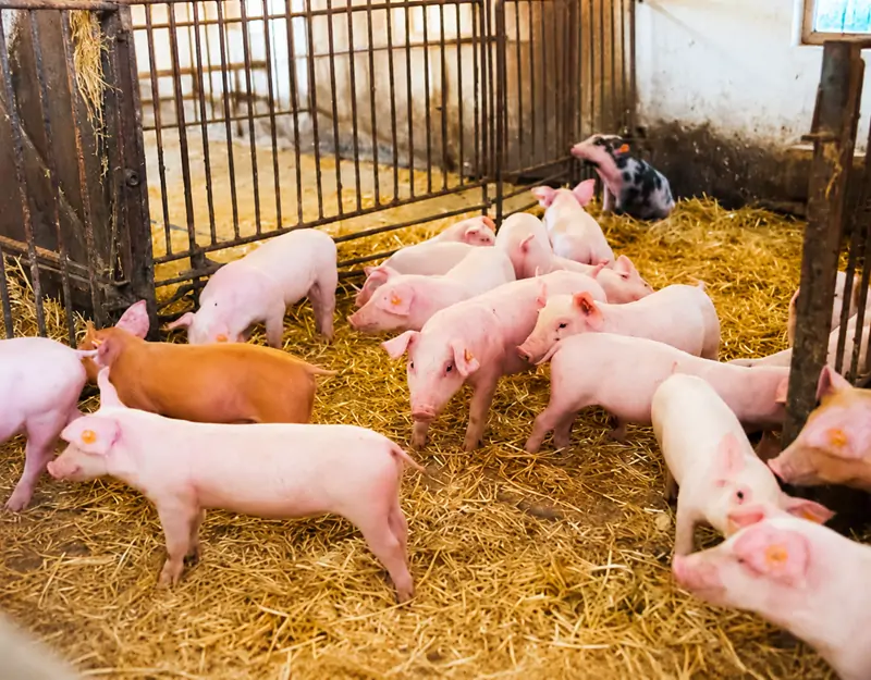 98.5% lysine hydrochloride is specifically designed for pigs 98.5% lysine hydrochloride is specifically designed for pigs.