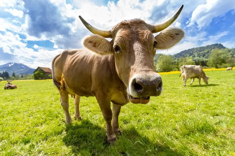 cow cow