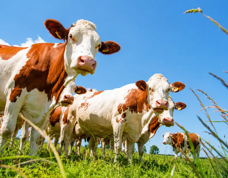 Benefits of Manganese Sulphate in Animal Feed Benefits of Manganese Sulphate in Animal Feed