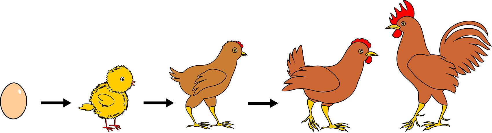poultry life stage