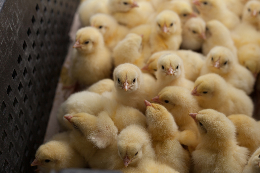 chick