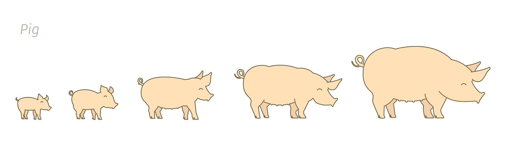 Pigs at different stages of growth