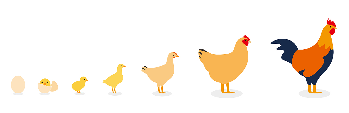 poultry life stage