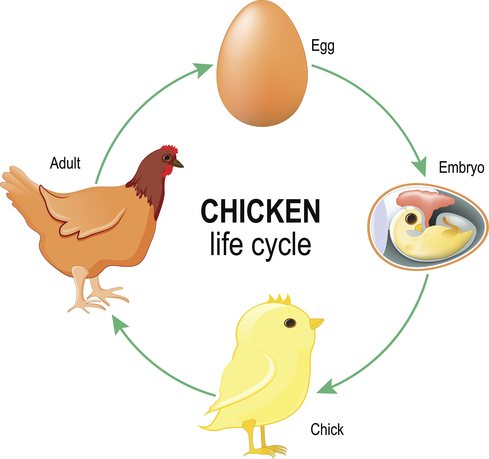 chicken life cycle
