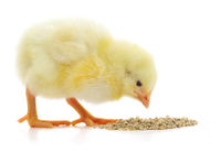 //rqrnrwxhkqrq5q.leadongcdn.com/cloud/jpBqnKmmSRikjrlqlrko/chick-feeds.jpg