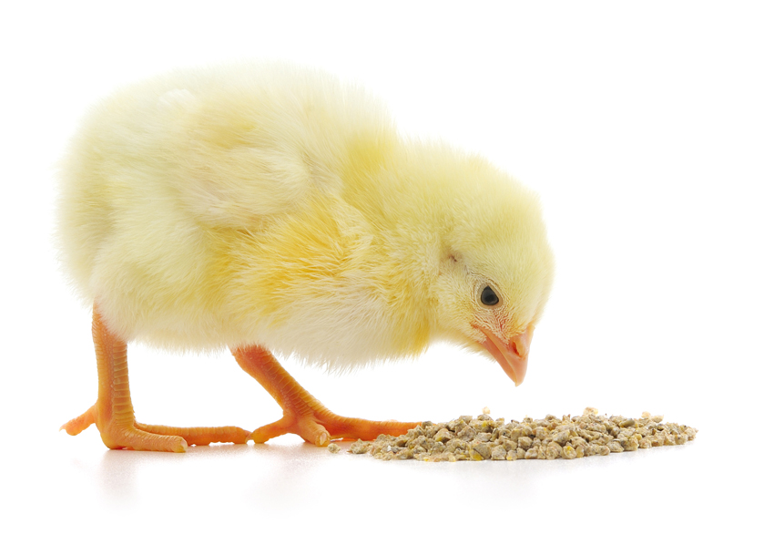 chick feeds
