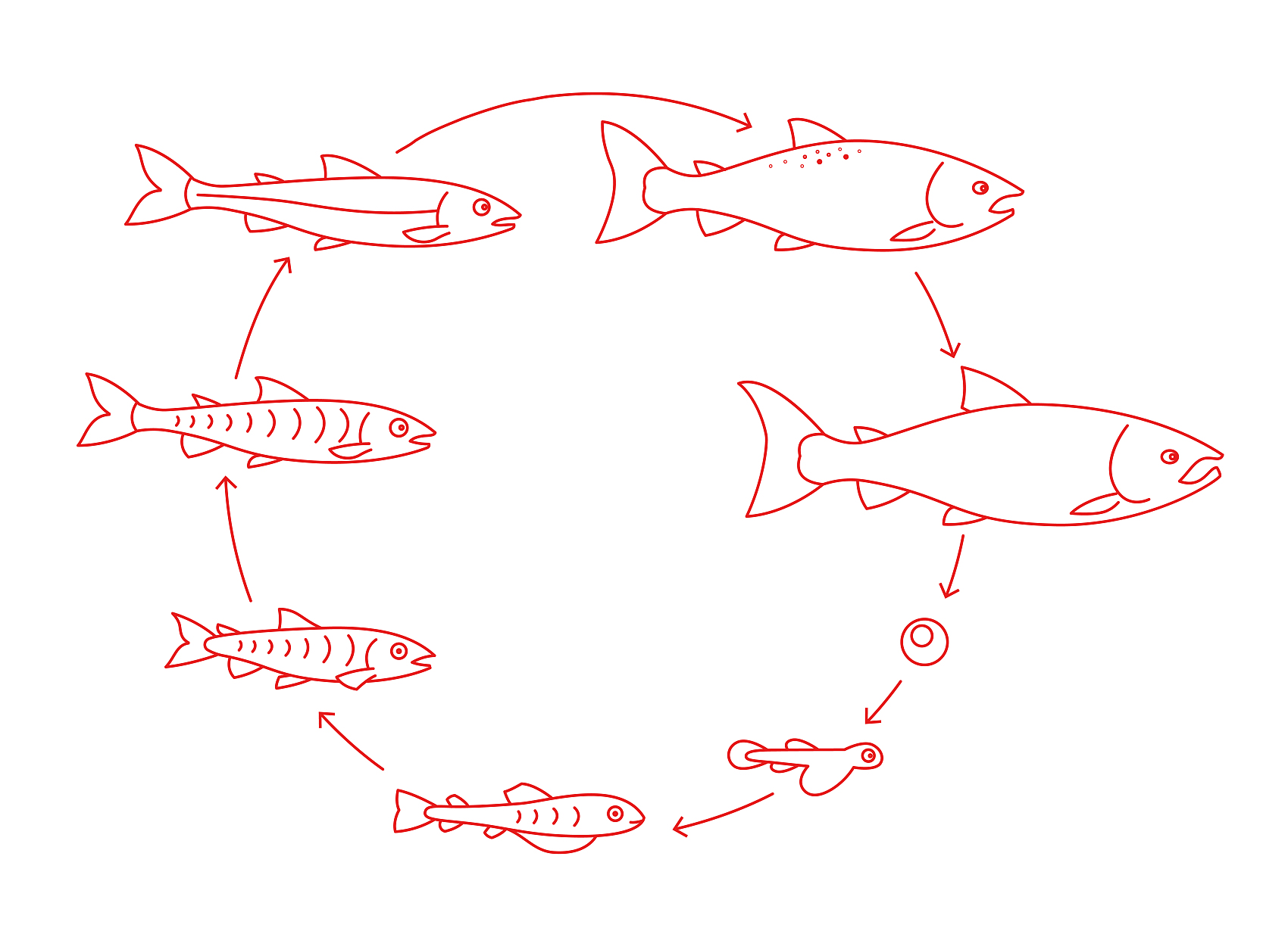 fish life stage