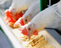 //iprnrwxhkqrq5q.leadongcdn.com/cloud/liBqnKmmSRklroiorjkq/Protein-And-Amino-Acids-for-Poultry.jpg