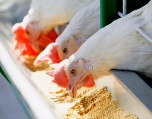 Protein And Amino Acids for Poultry.jpg