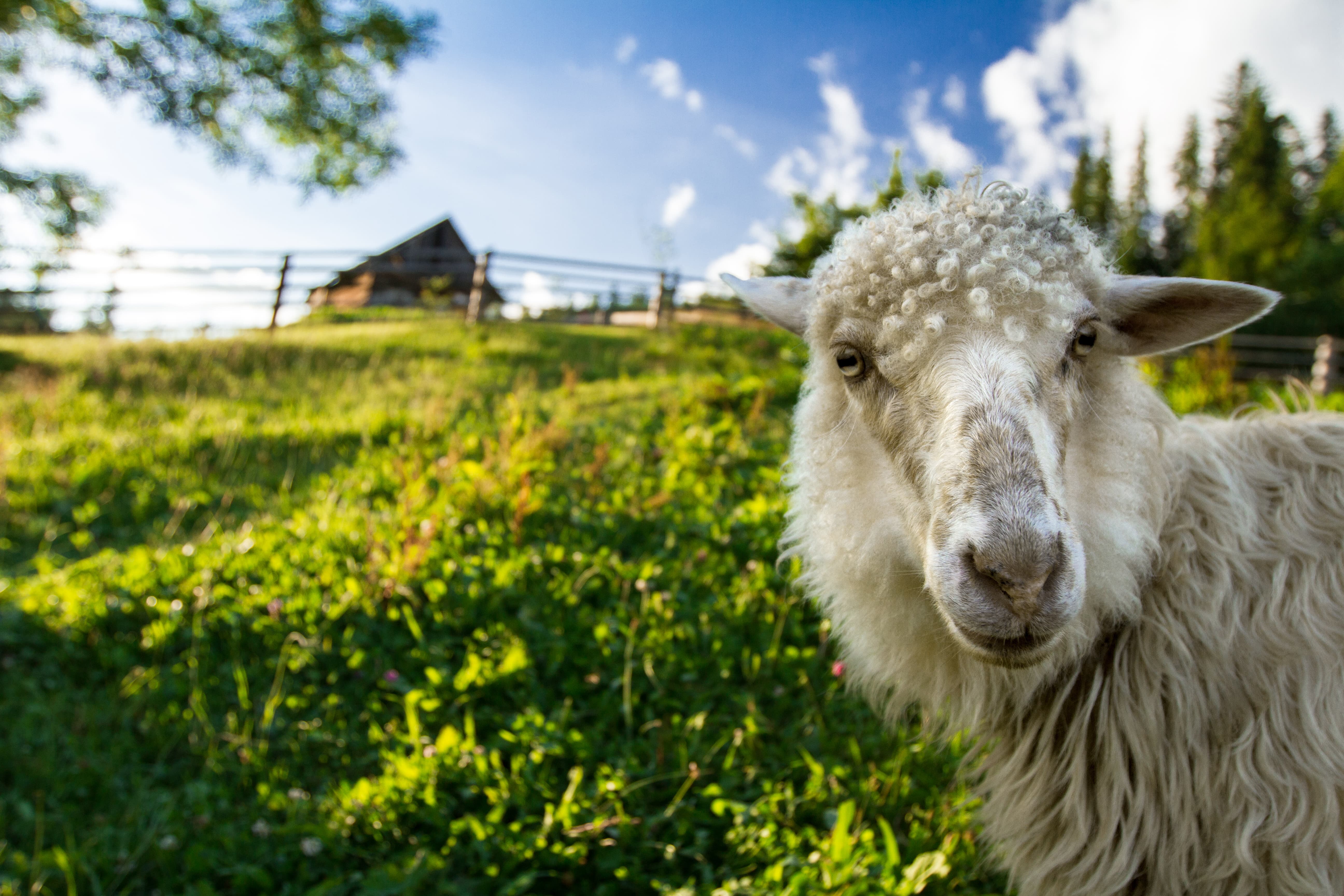 sheep