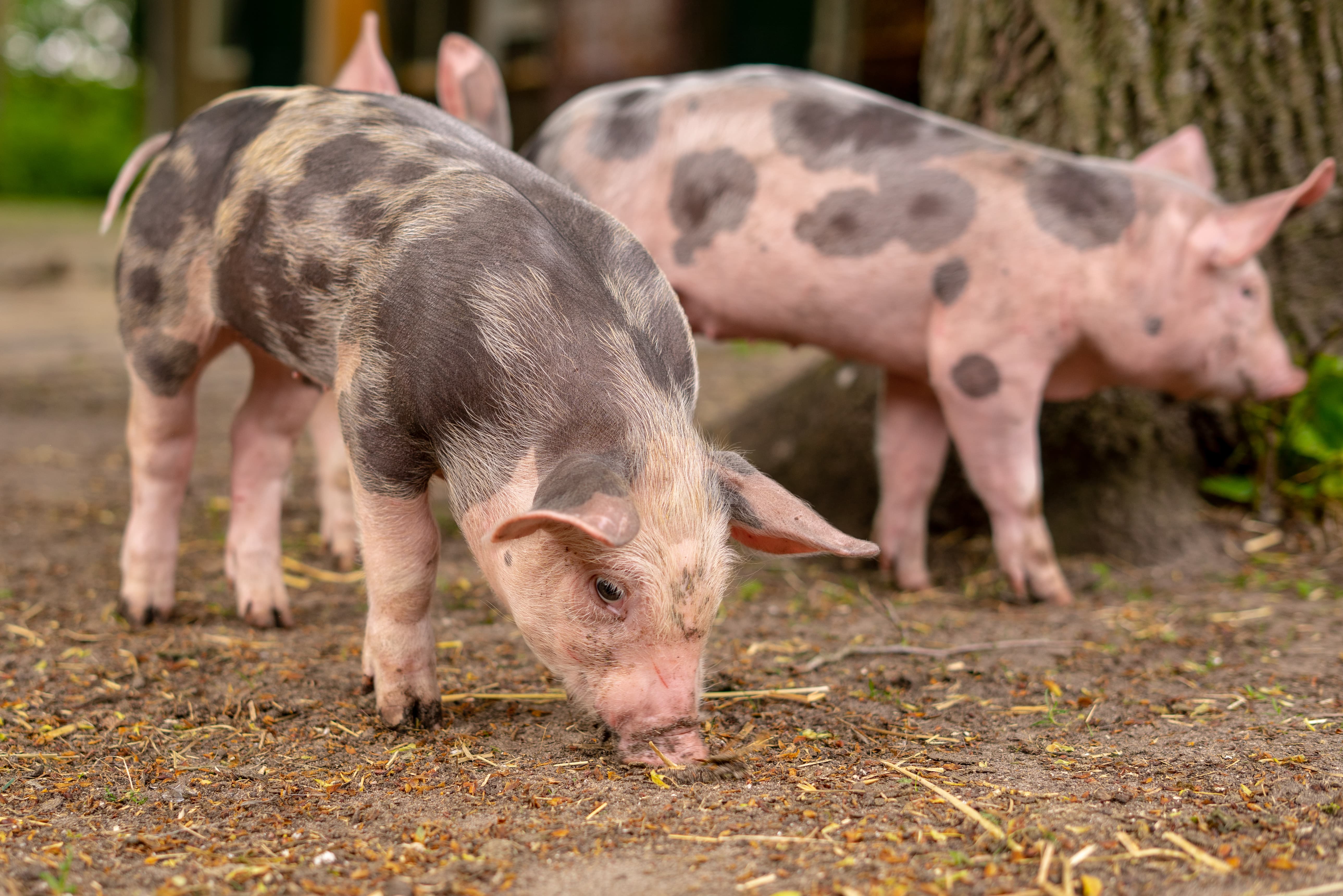 3 pigs