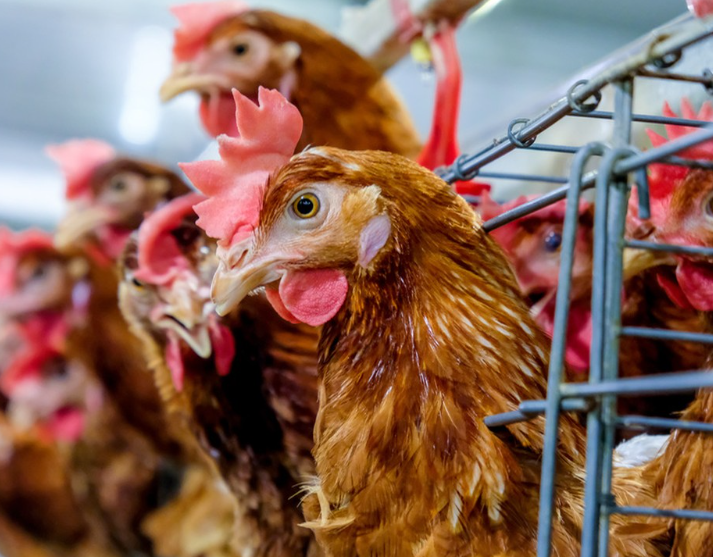 Factors Affecting Feed Energy Utilization Efficiency of Laying Hens