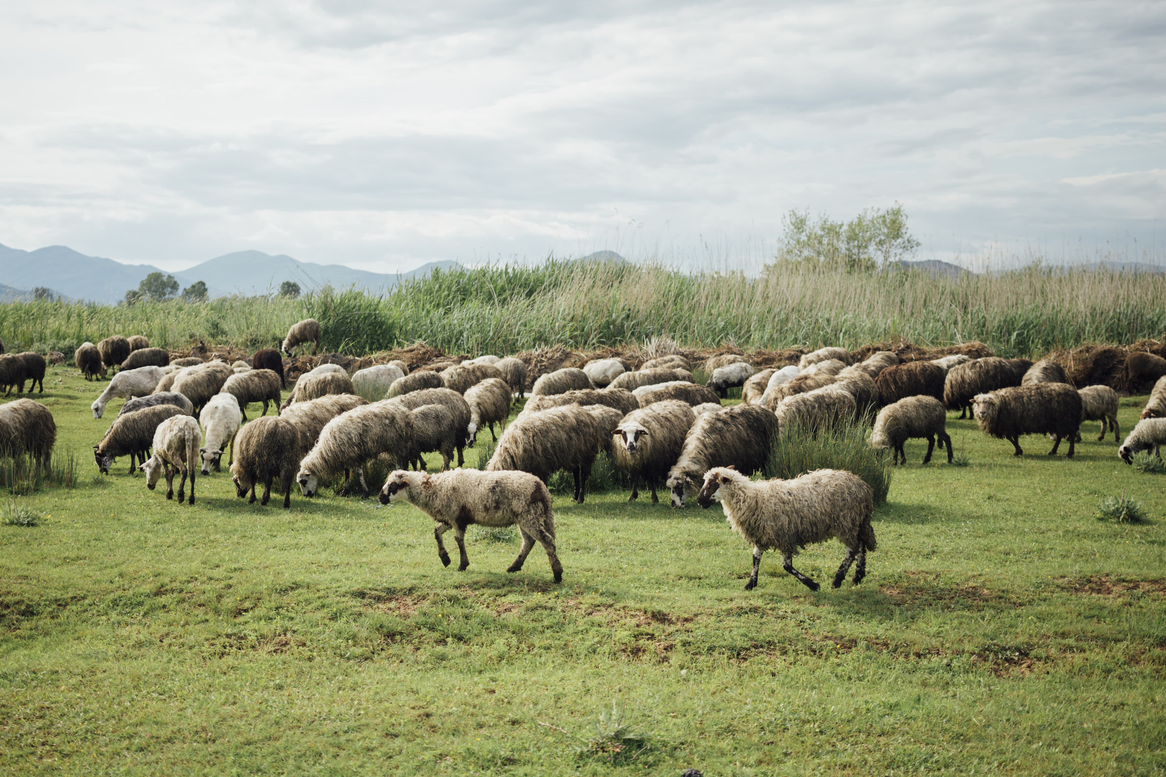 sheep eating grass