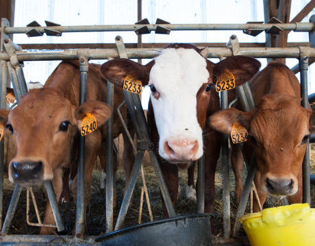 cattle.png