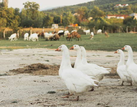 poultry.jpg