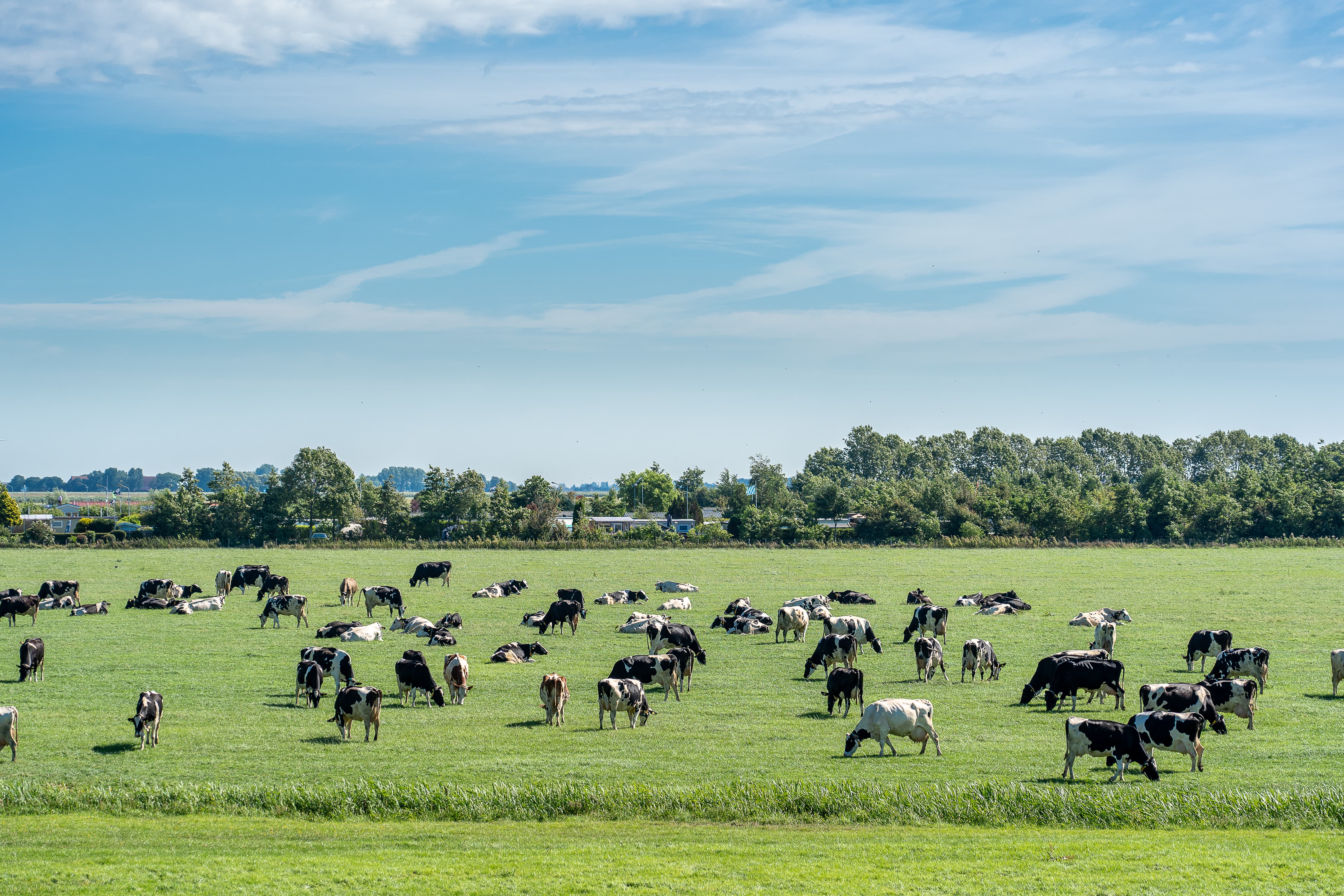 Herd of cattle grazing in a fresh meadow