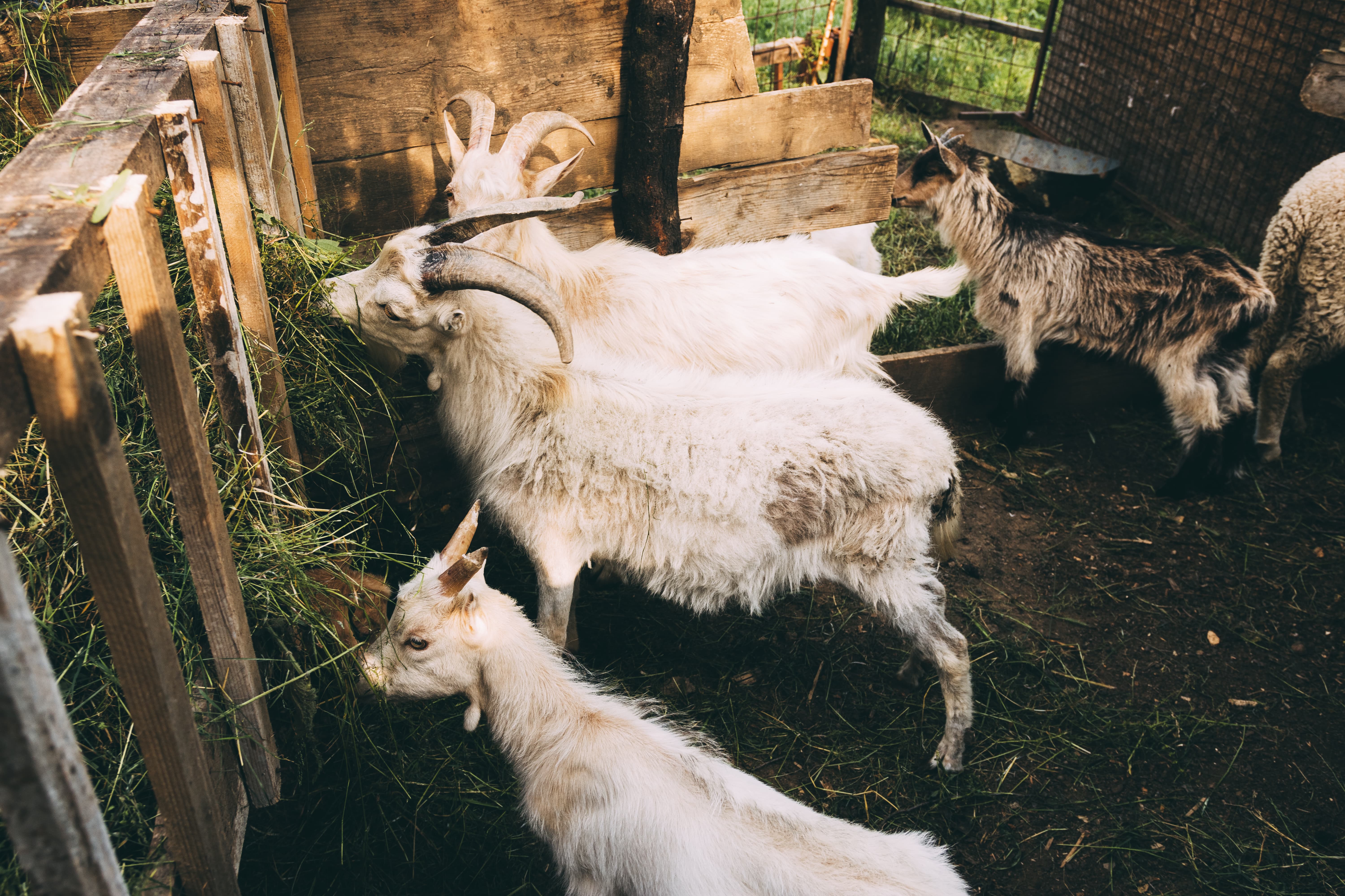 goats