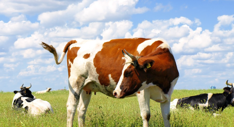 cow
