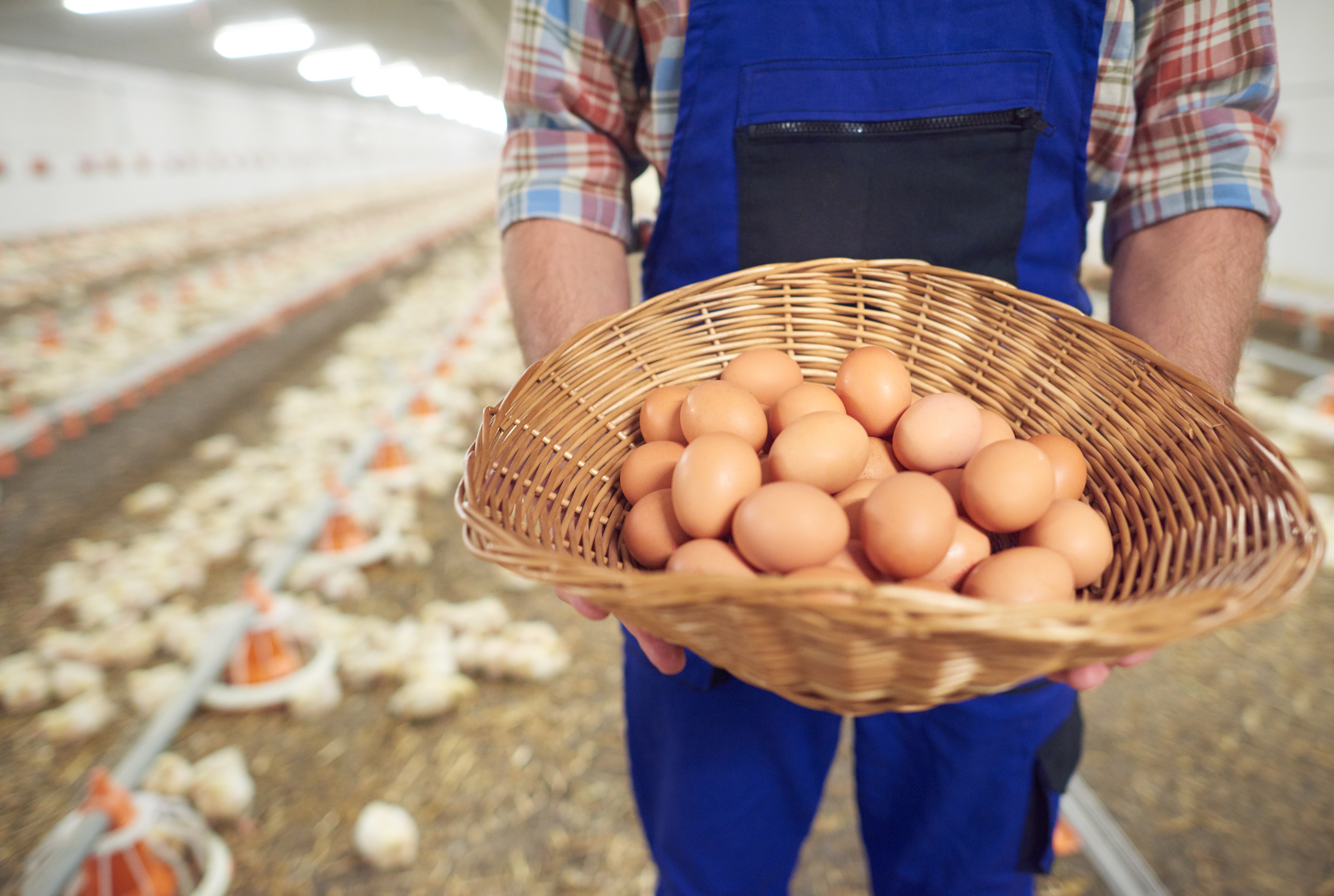 vitamin for poultry
