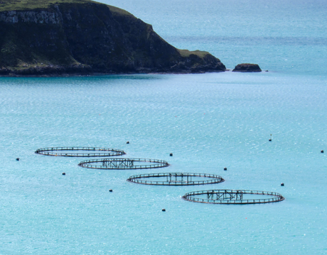 fish farms.jpg