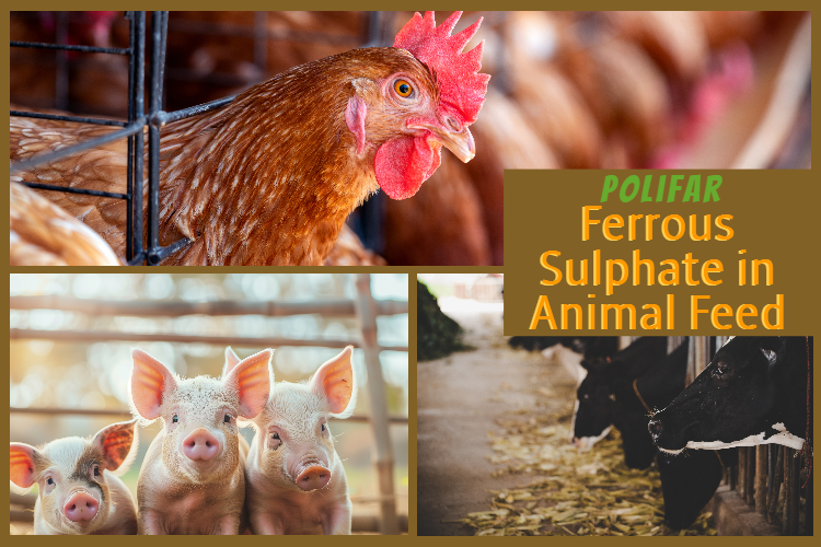 Ferrous Sulphate in Animal Feed