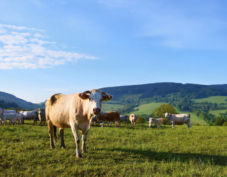 cattle.jpg