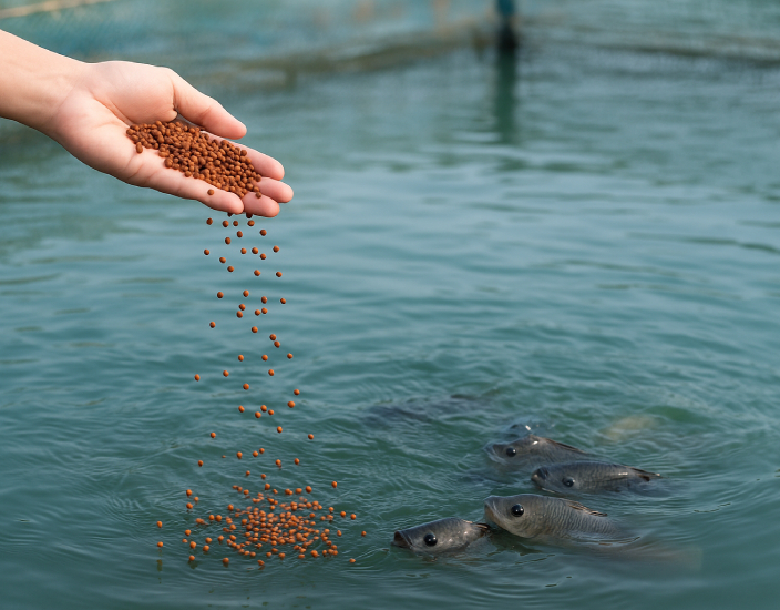 Aquaculture Feed Additives You Should Know