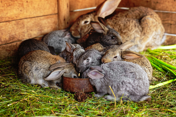 Vetrinary API & Coccidiostat Premix For Rabbit