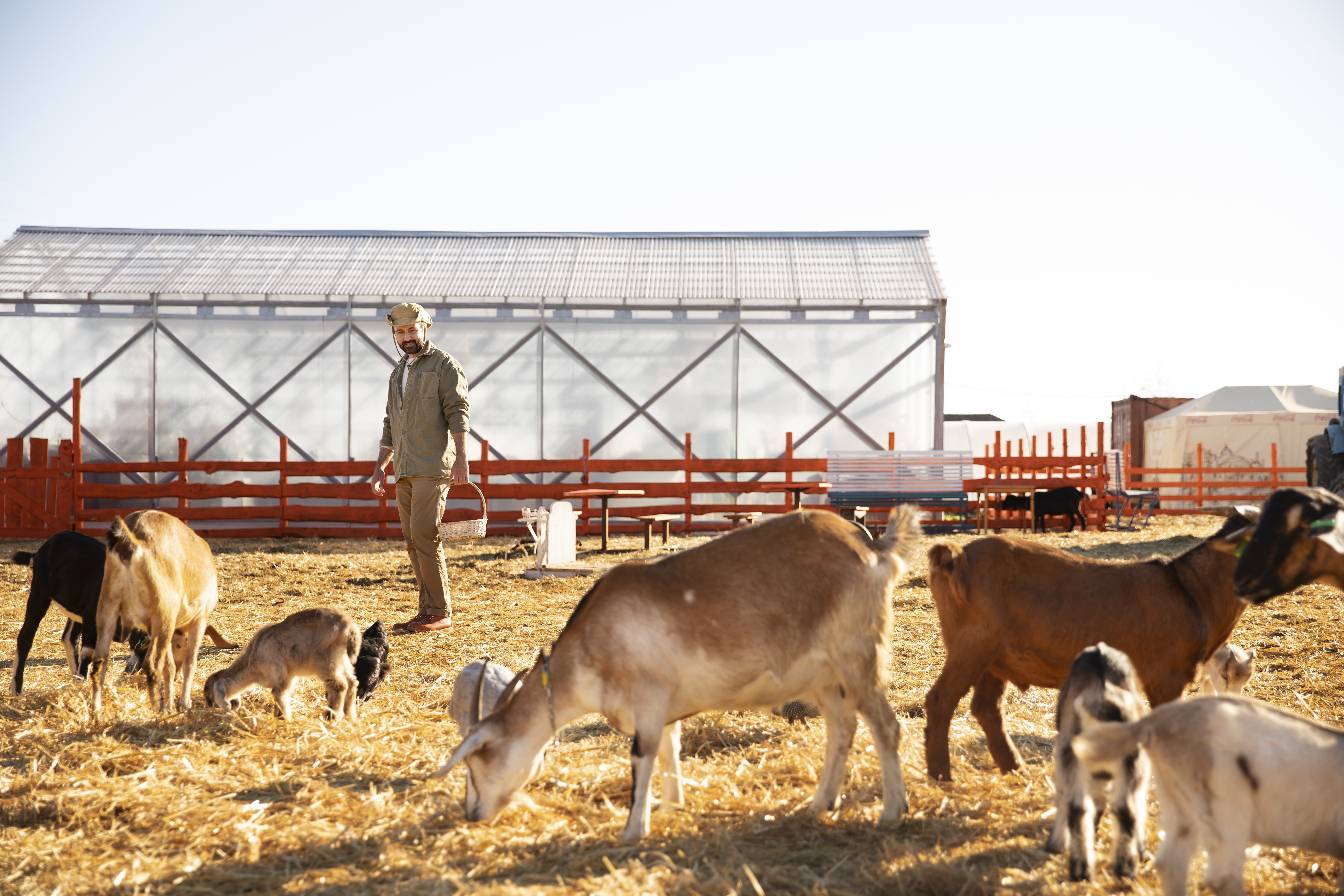 livestock