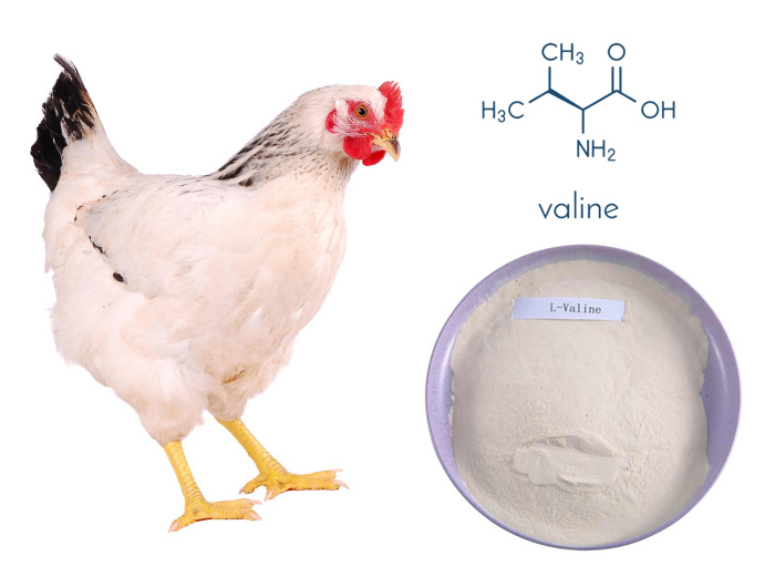 Is valine an essential nutrient for poultry feeding？