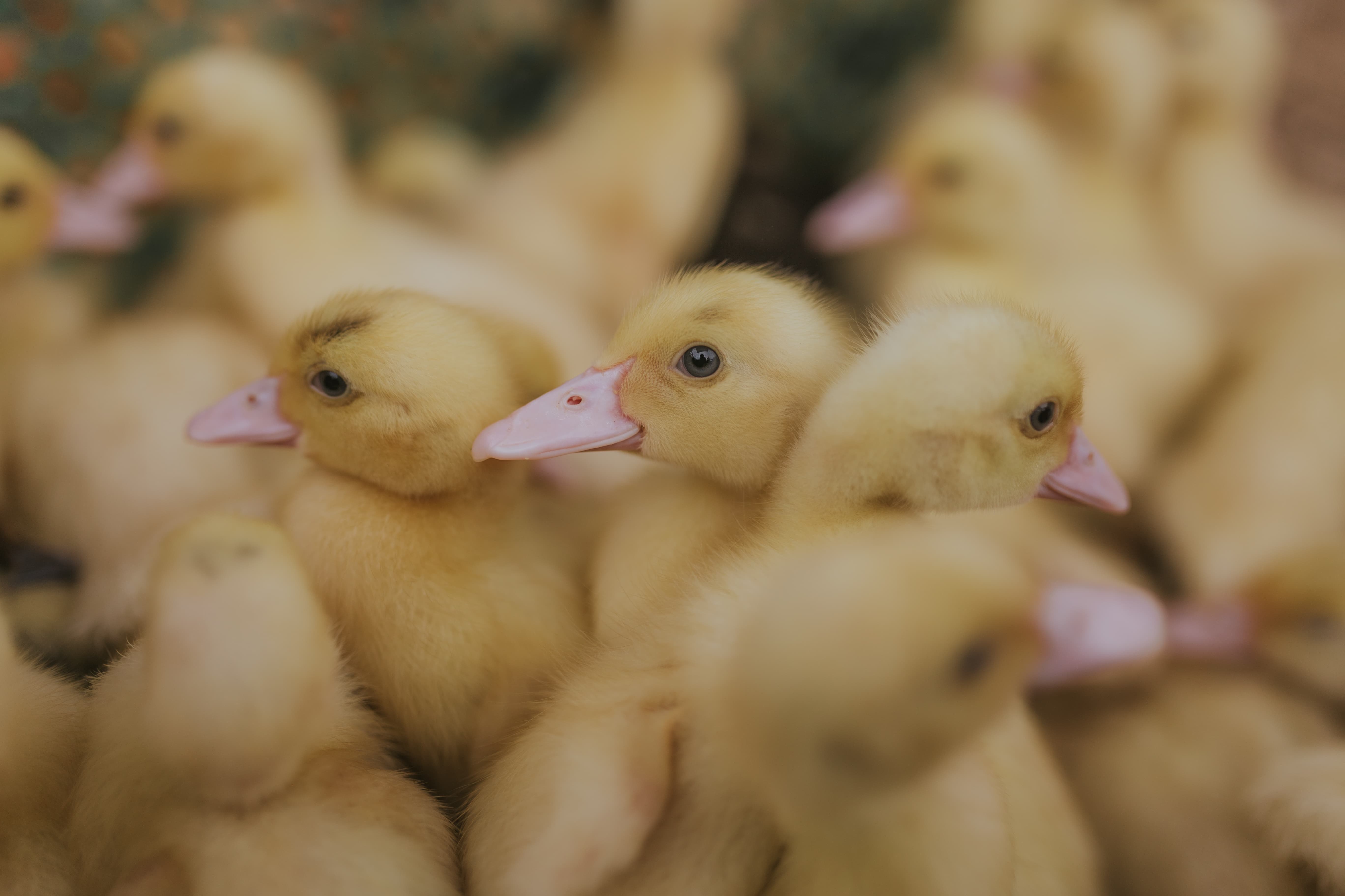 cute ducks
