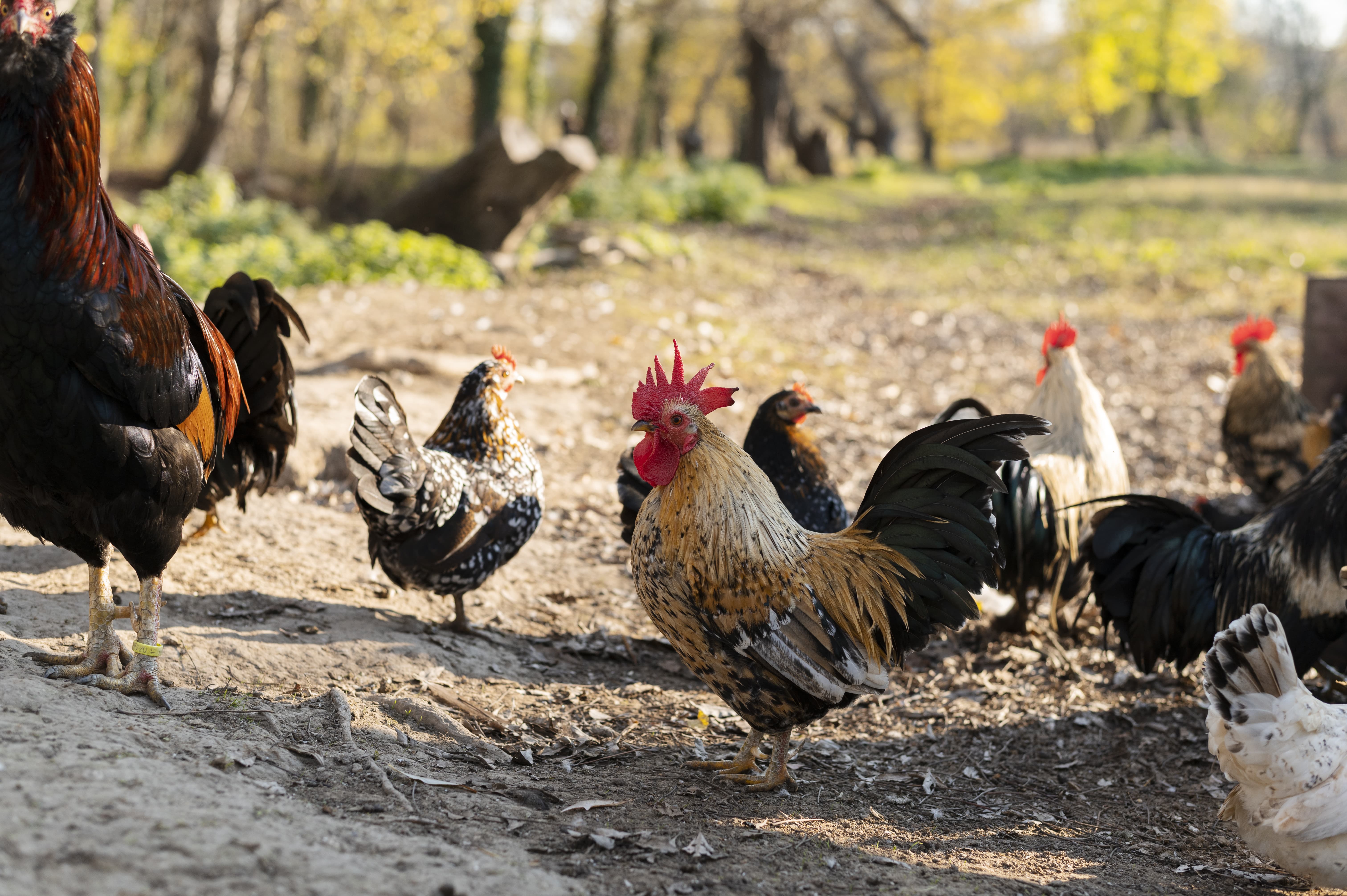 vitamin for chicken