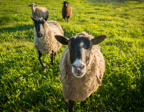 sheep (1).jpg
