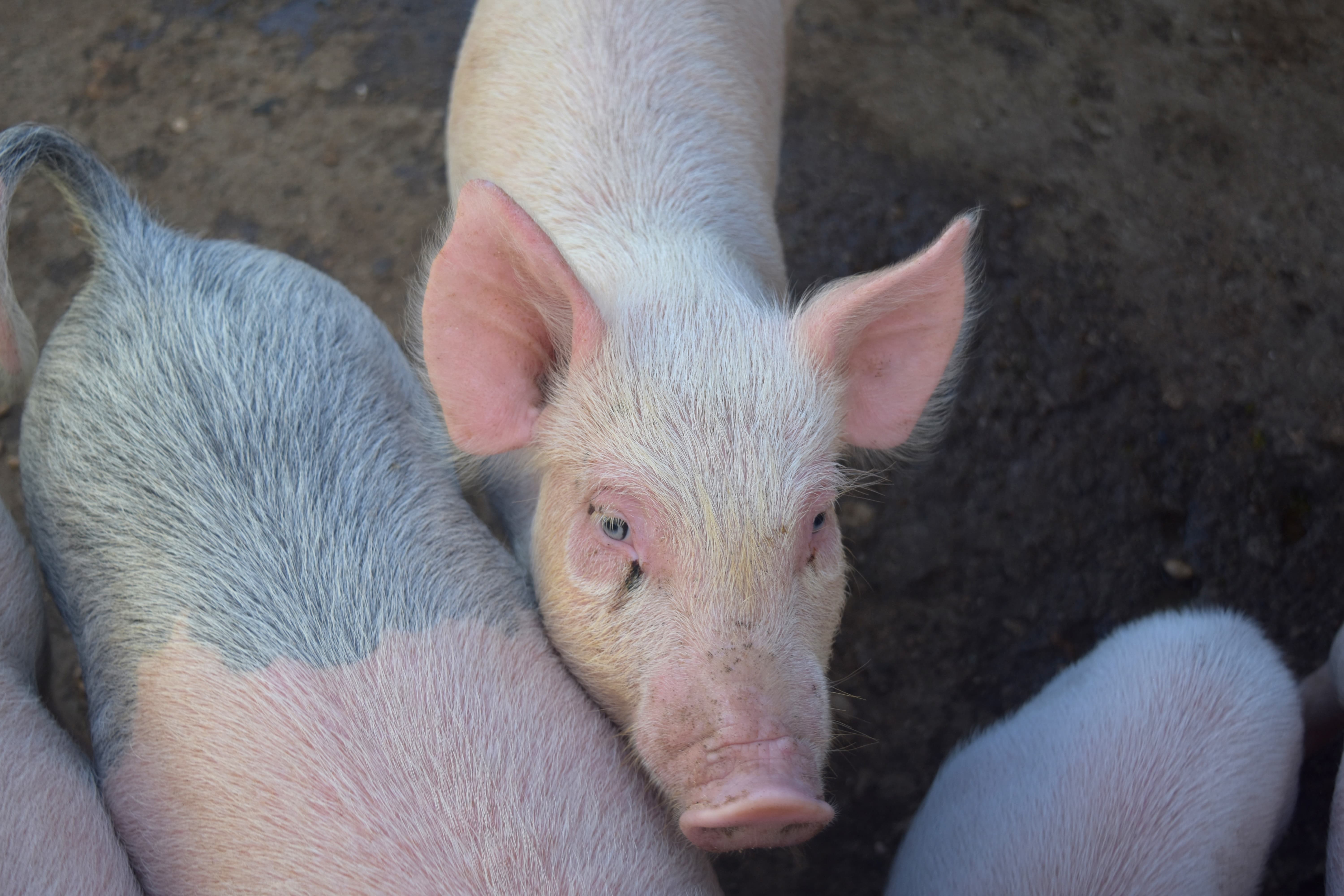 pink piglet