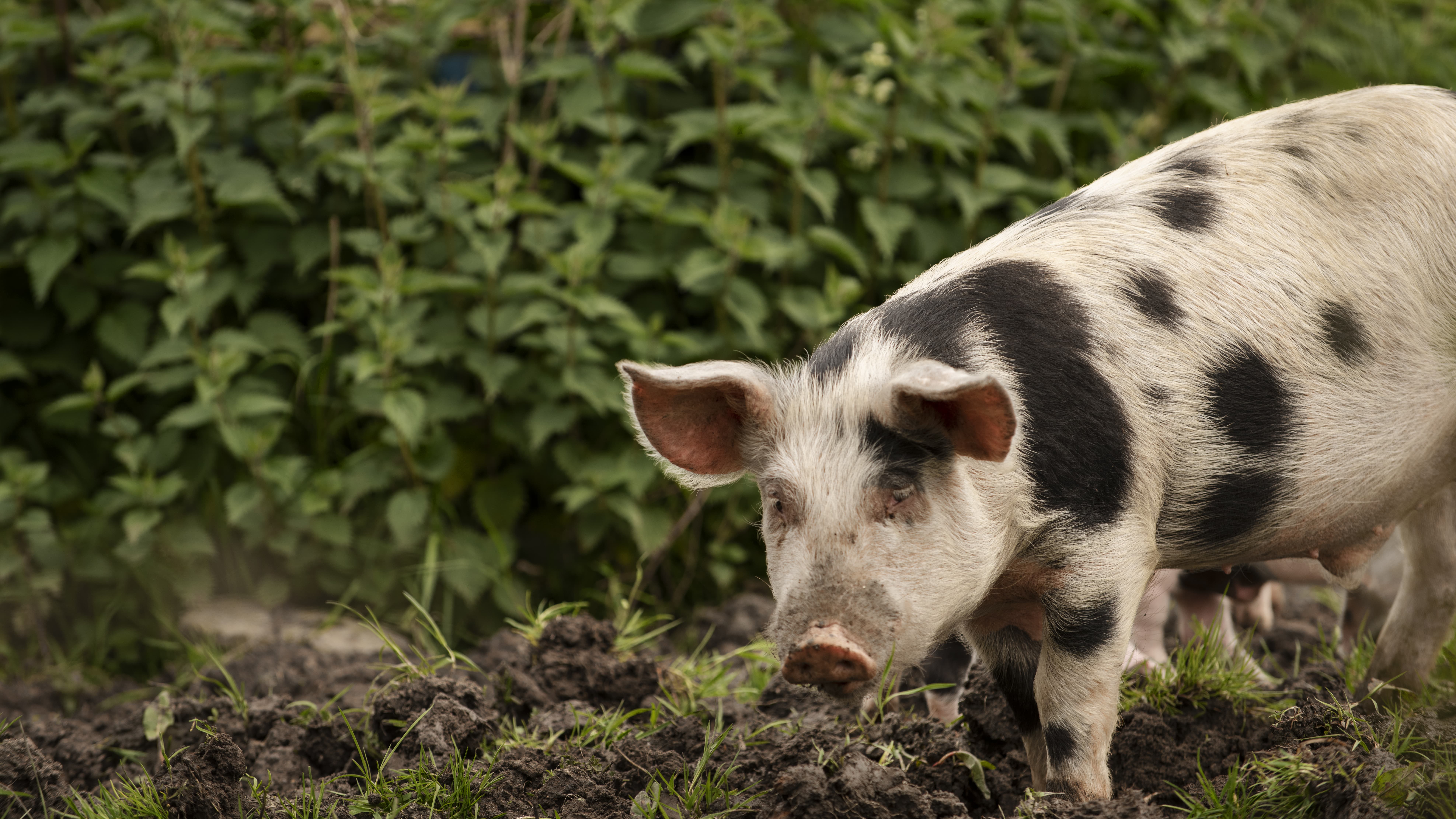 pig