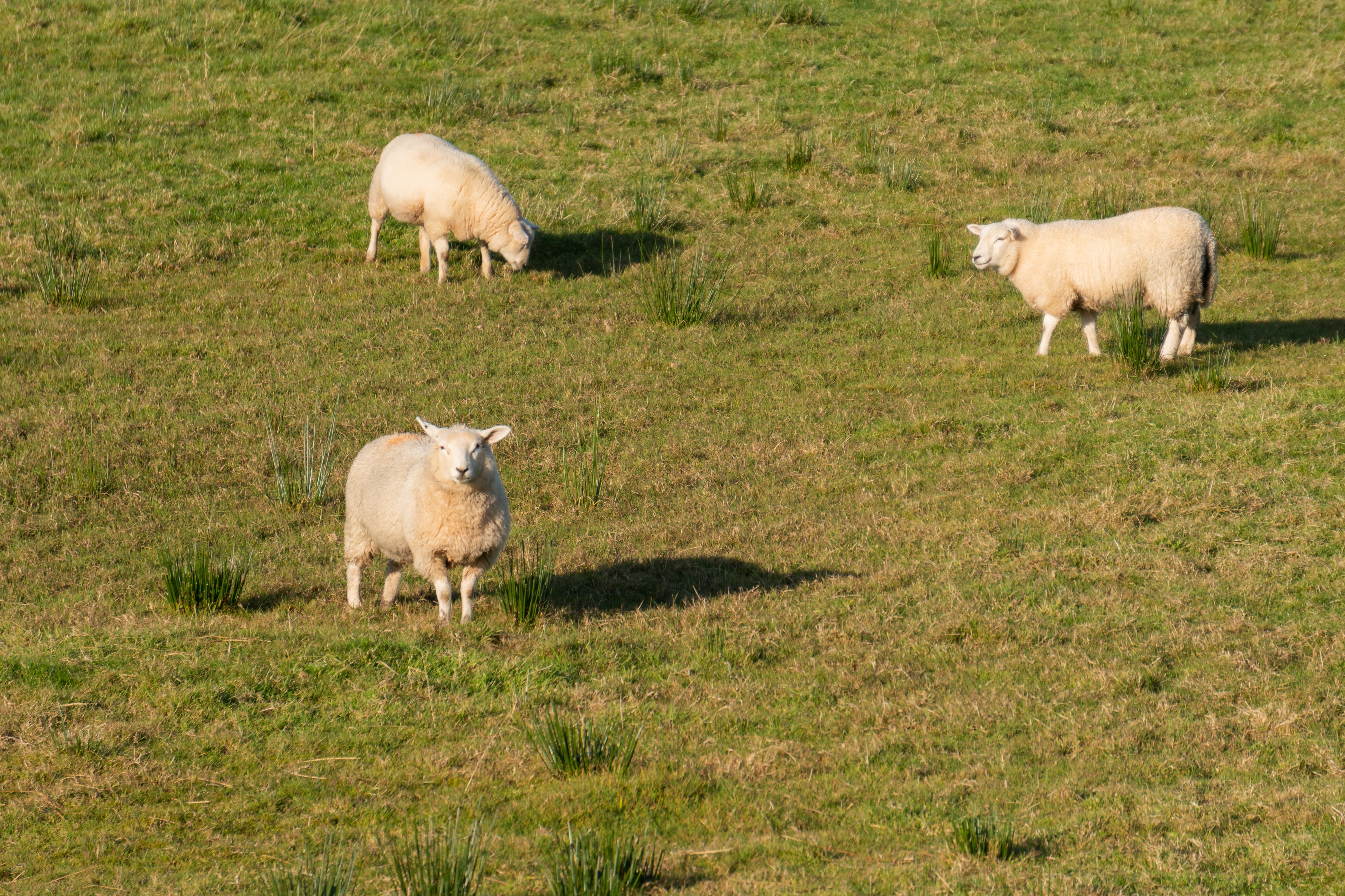 group sheep