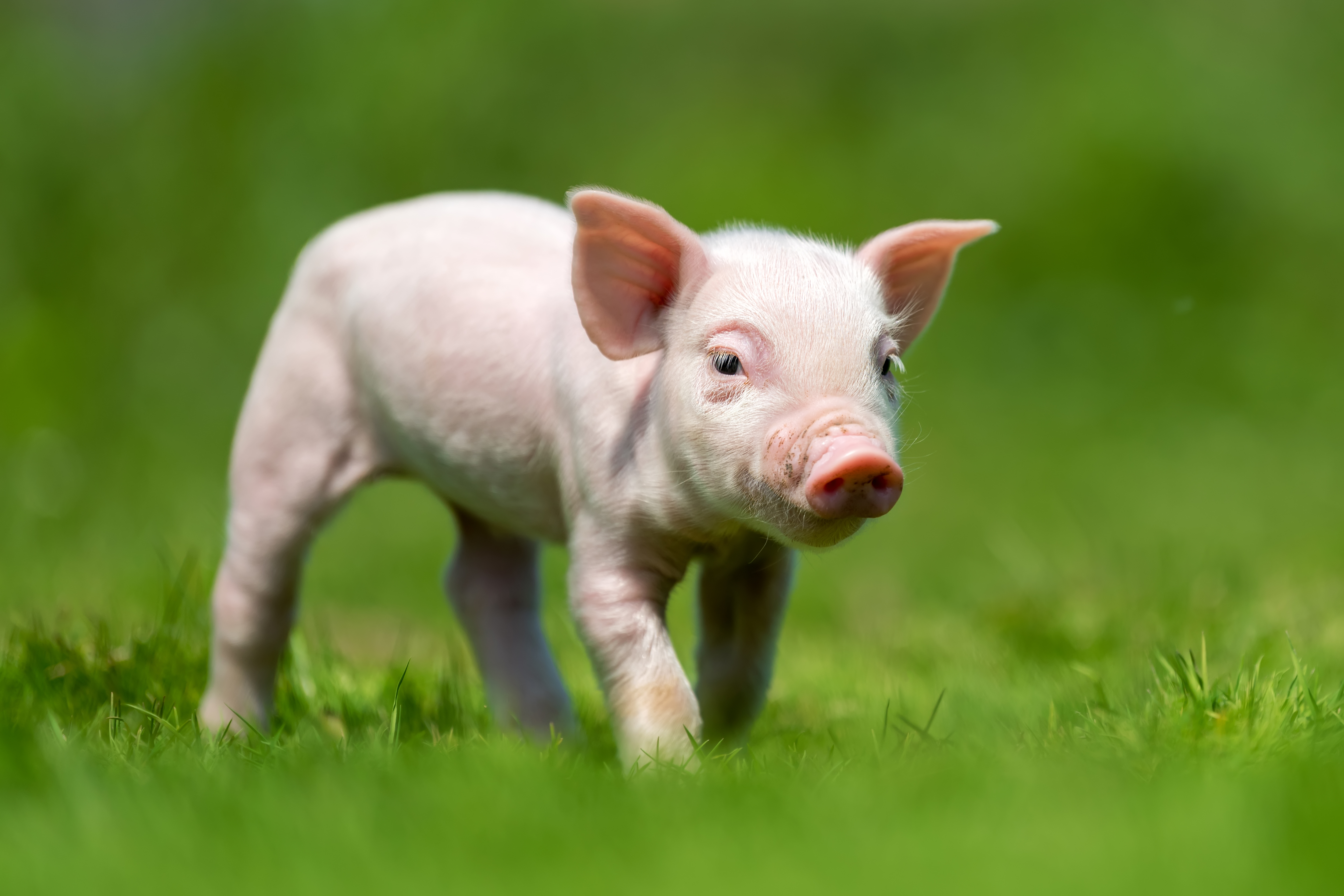 premix for pigs