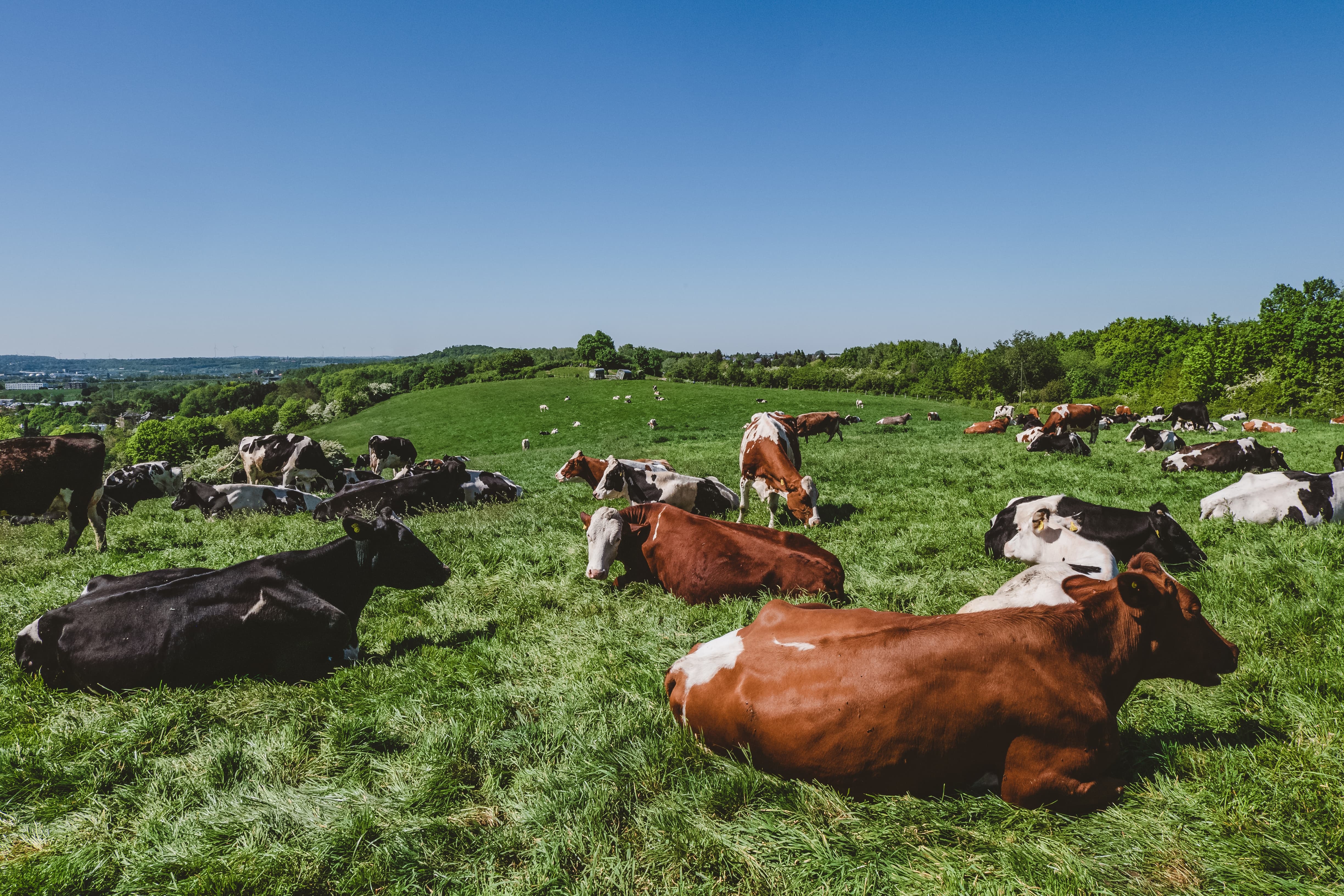 cows need trace elements