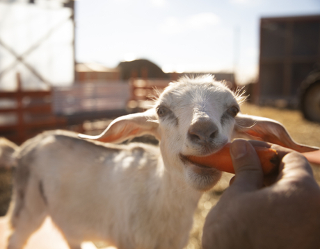 a goat.jpg