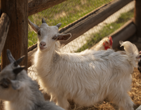 sheep and chicken.png