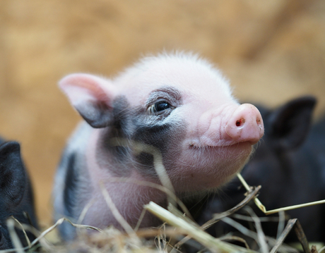 piglet.jpg