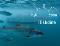 //iprnrwxhkqrq5q.leadongcdn.com/cloud/lmBqnKmmSRklnrnmikkq/Histidine-in-Aquatic-Animal-Nutrition.jpg